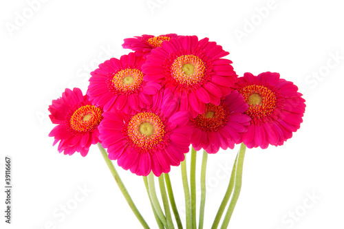 Bouquet of pink  Gerber flowers