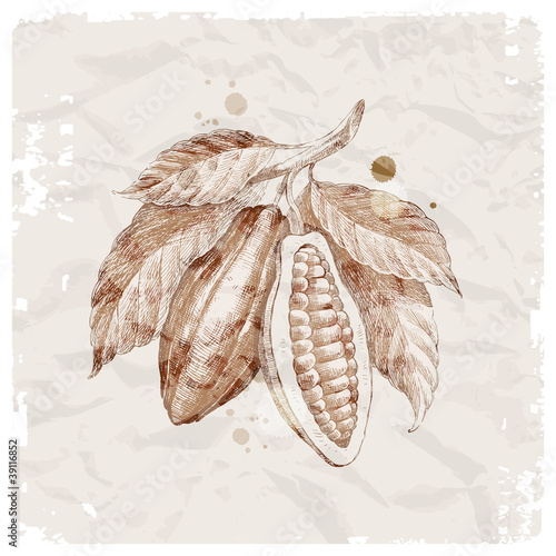 Grunge vector illustration - hand drawn cocoa beans on branch