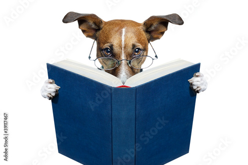 dog reading a book photo