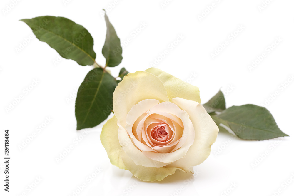 Naklejka premium Rose