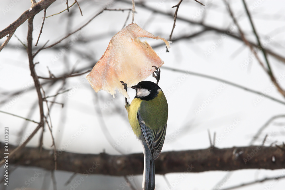 Fototapeta premium Great tit on bacon rind