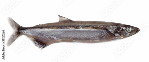 Salted capelin fish isolated on white background photo