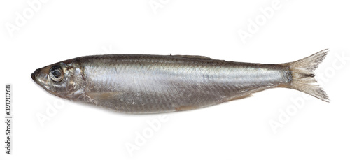 Salted sprat fish isolated on white background photo