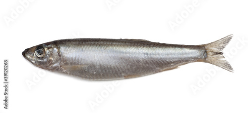 Salted sprat fish isolated on white background