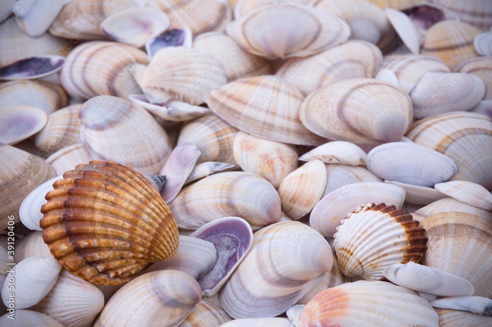 Sea shells Sea shells