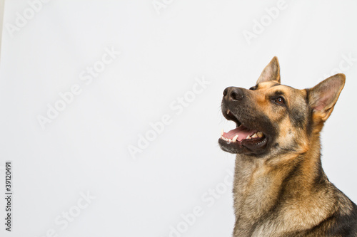 Busto Pastor Alemán