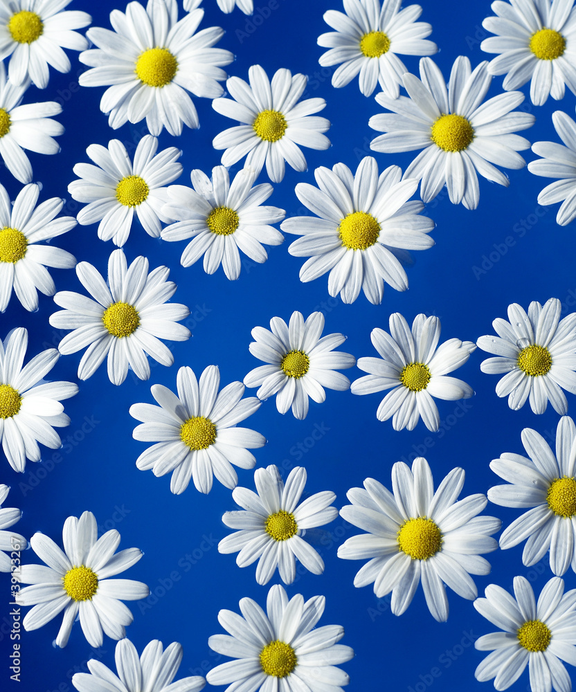Oxeye Daisy