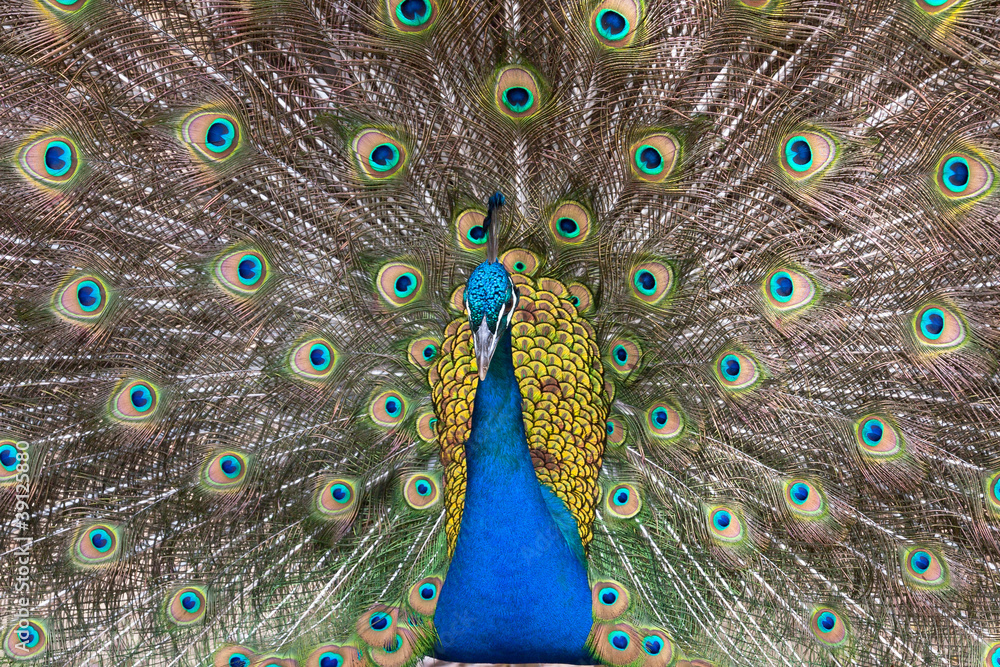 Obraz premium Peacock displaying his colorful feathered tail