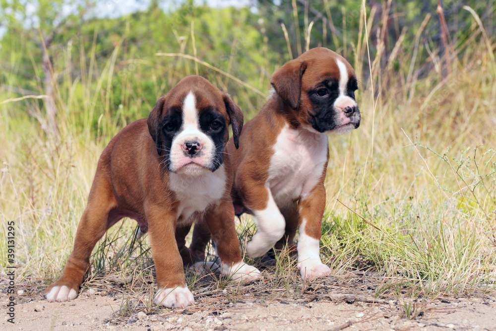 chiots boxers