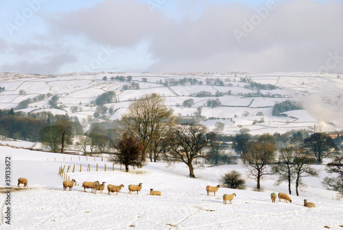 Snow Covered Field and Hills with Sheep © Kevin Eaves