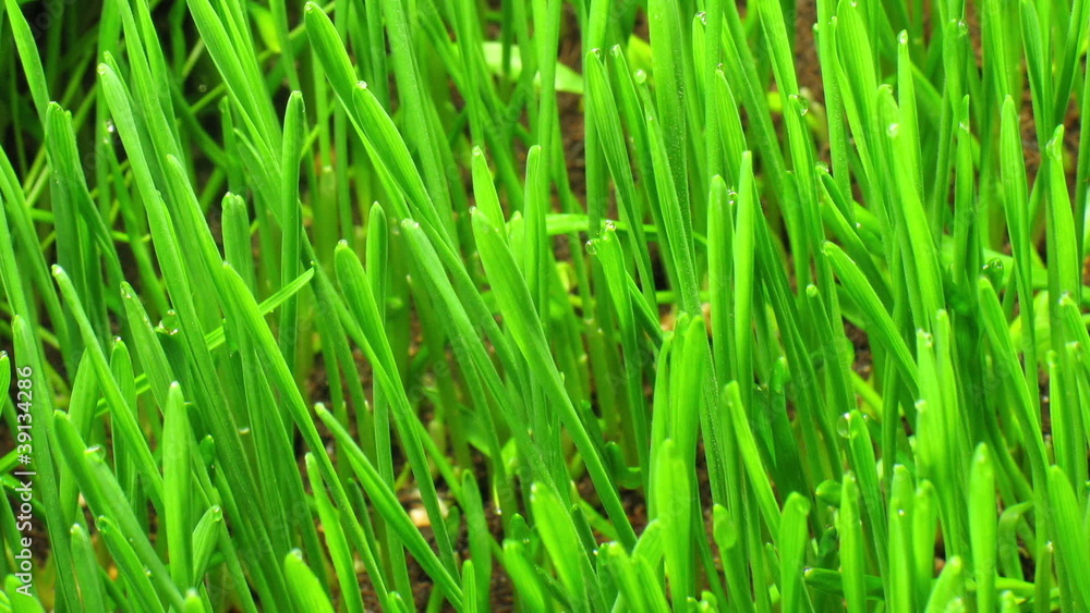 Growing green grass plant time lapse