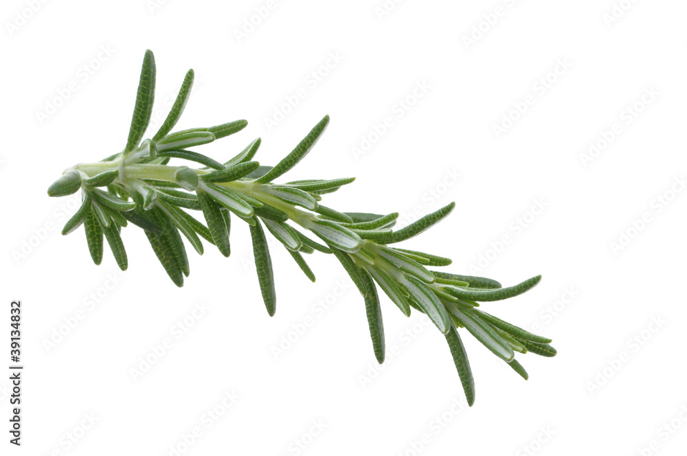 Rosemary Rosemary