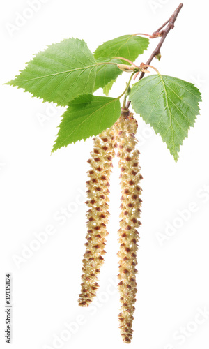 Spring birch buds isolated on white