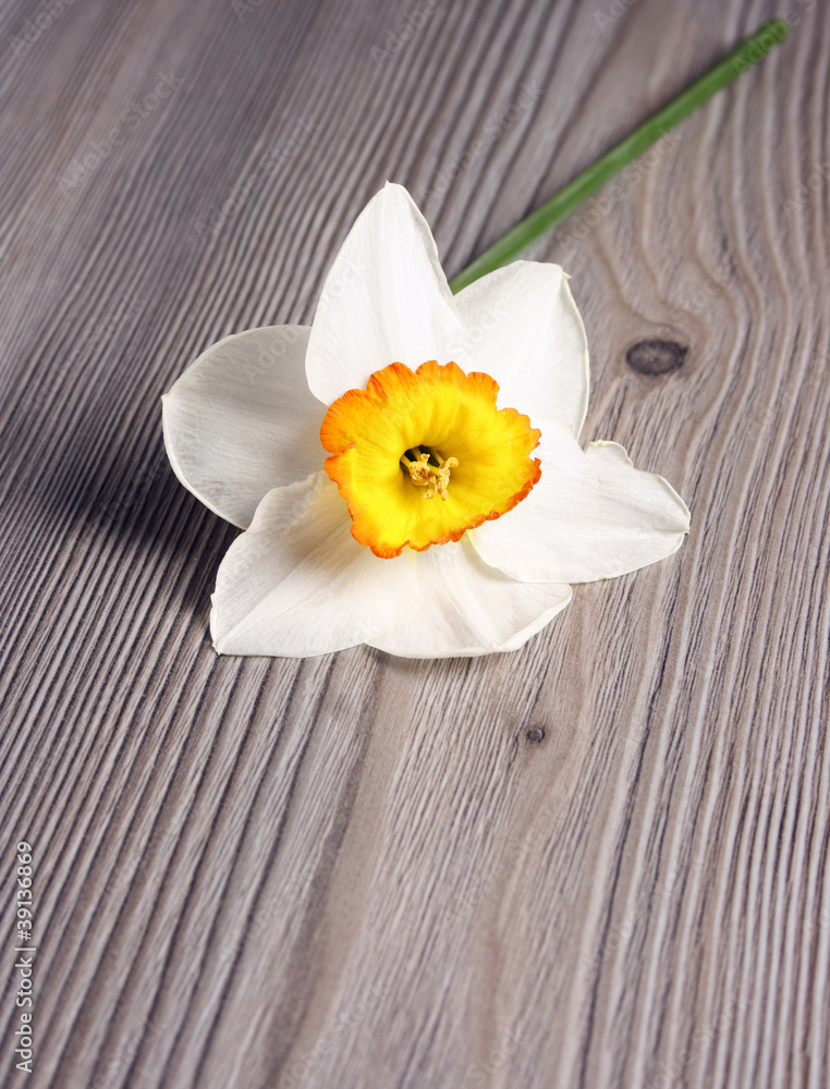 Bright flower Bright flower