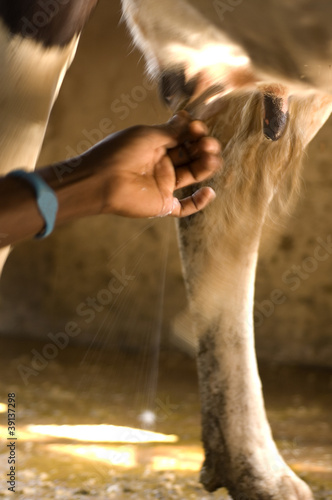 Hand milking a cow