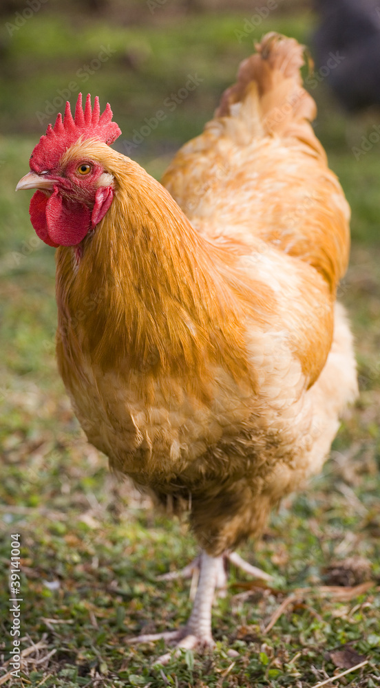 Fototapeta premium Guard rooster