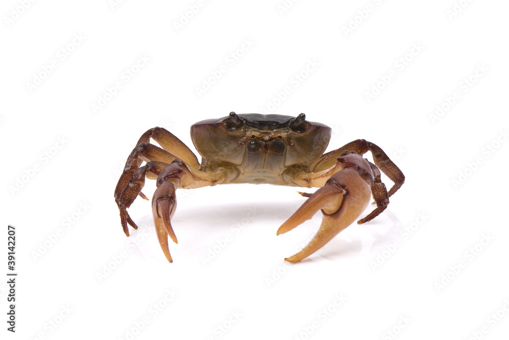 Aggresive crab shuffling on a white background. Aggresive crab shuffling on a white background.