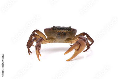 Aggresive crab shuffling on a white background.