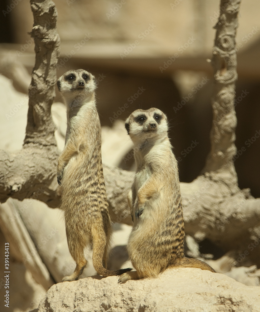 Fototapeta premium Meerkat