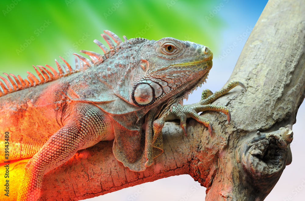 Fototapeta premium Iguana