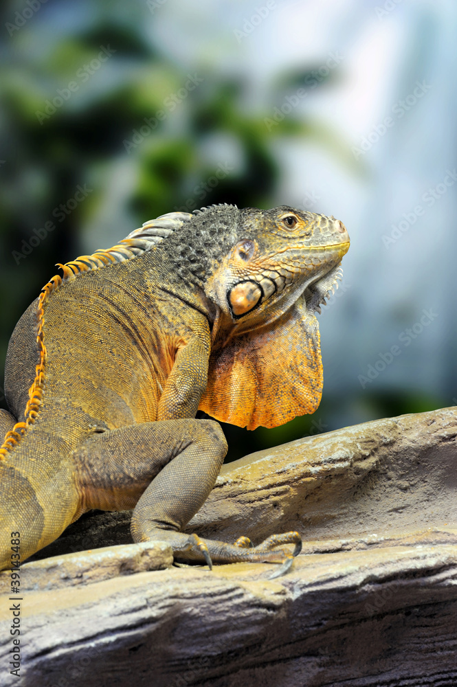Iguana Iguana