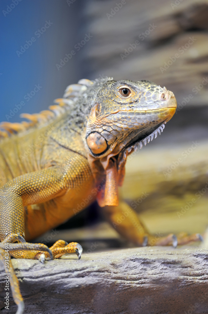 Iguana Iguana