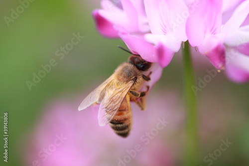 ミツバチとレンゲ