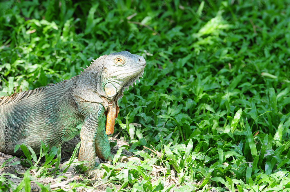 Lizard Lizard