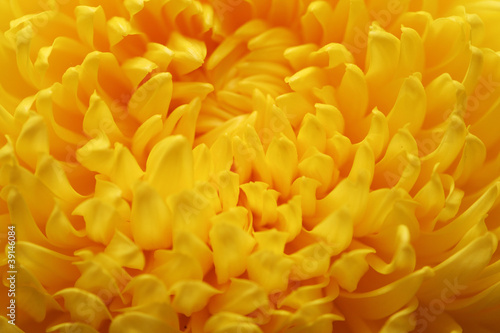 marigold plastic close up