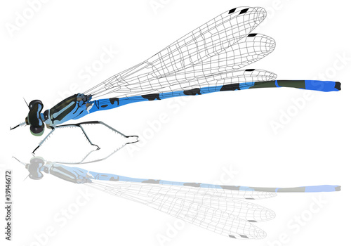 blue dragonfly with reflection