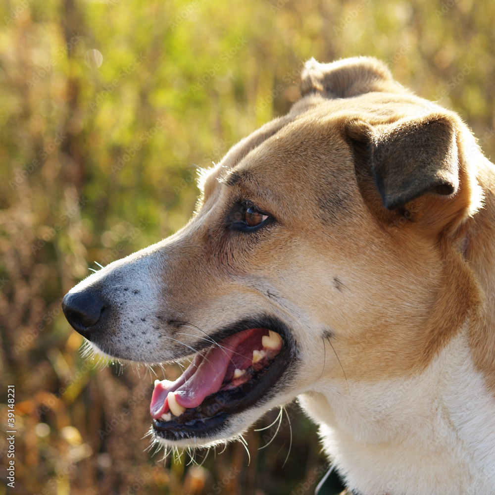 Hundekopf im Profil 30, Seitenansicht, quadratisch