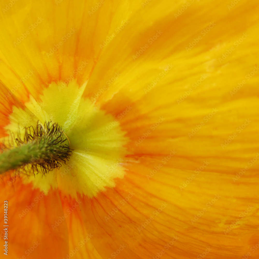 Fototapeta premium Mohnblüte orange-gelb Makro, 5, von unten