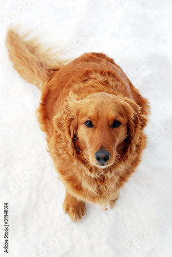 Canvastavla Dog sitting at snow