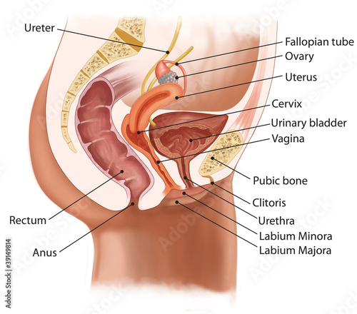 Φωτογραφία Female Urinary System Illustration with Reproductive Organs