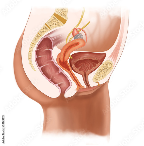 Female Urogenital System Anatomy Illustration with Urinary and Reproductive Organs