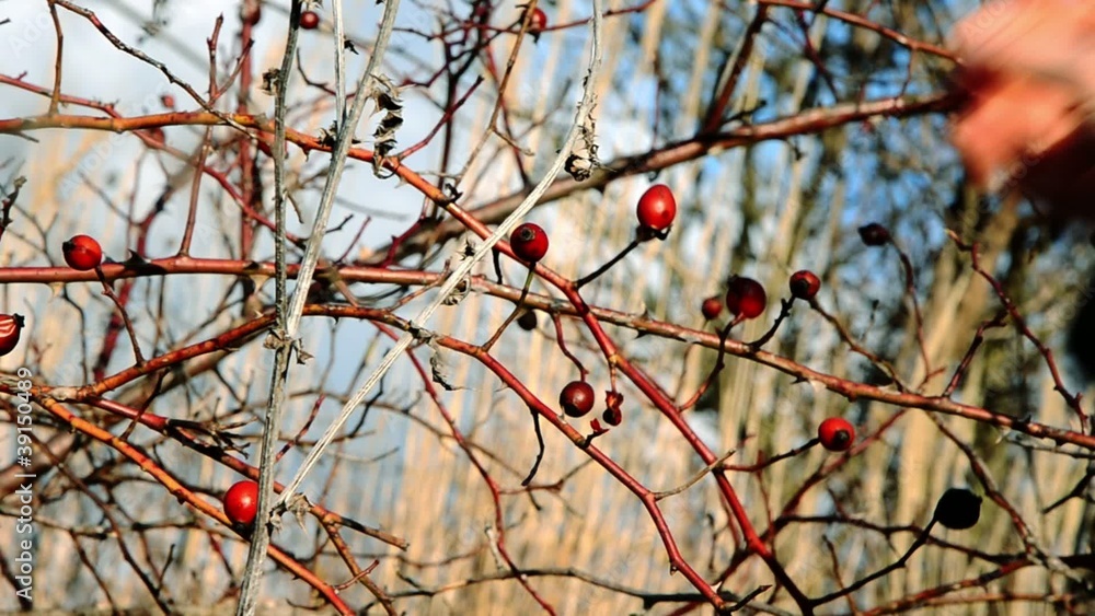 Rosa canina Rosa canina