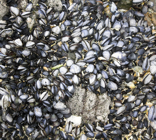 mussels attached to rocks background
