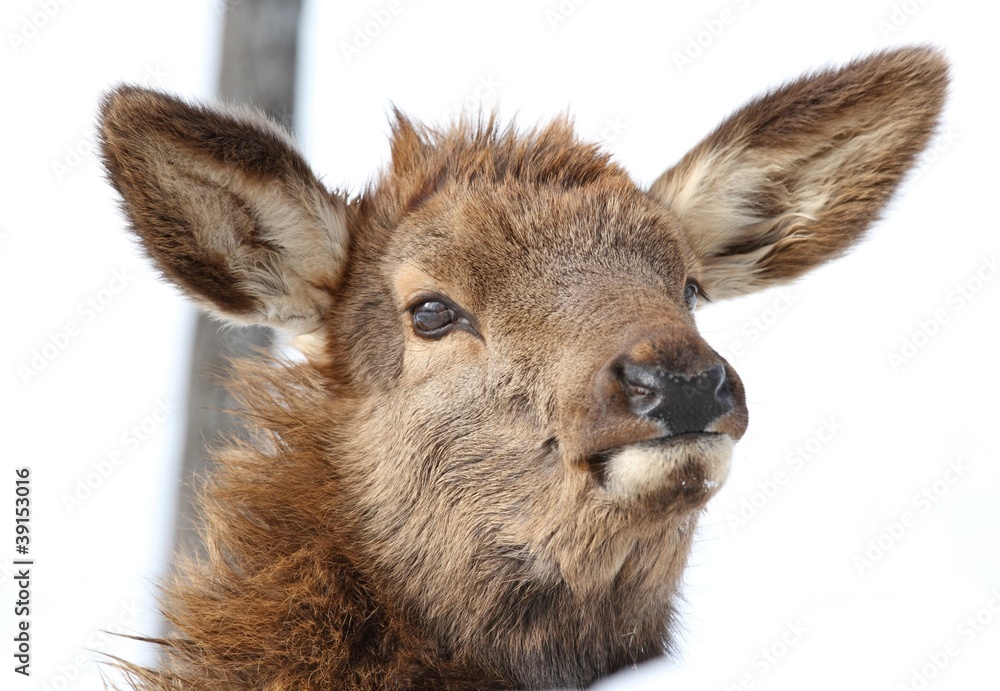 Fototapeta premium bébé wapiti