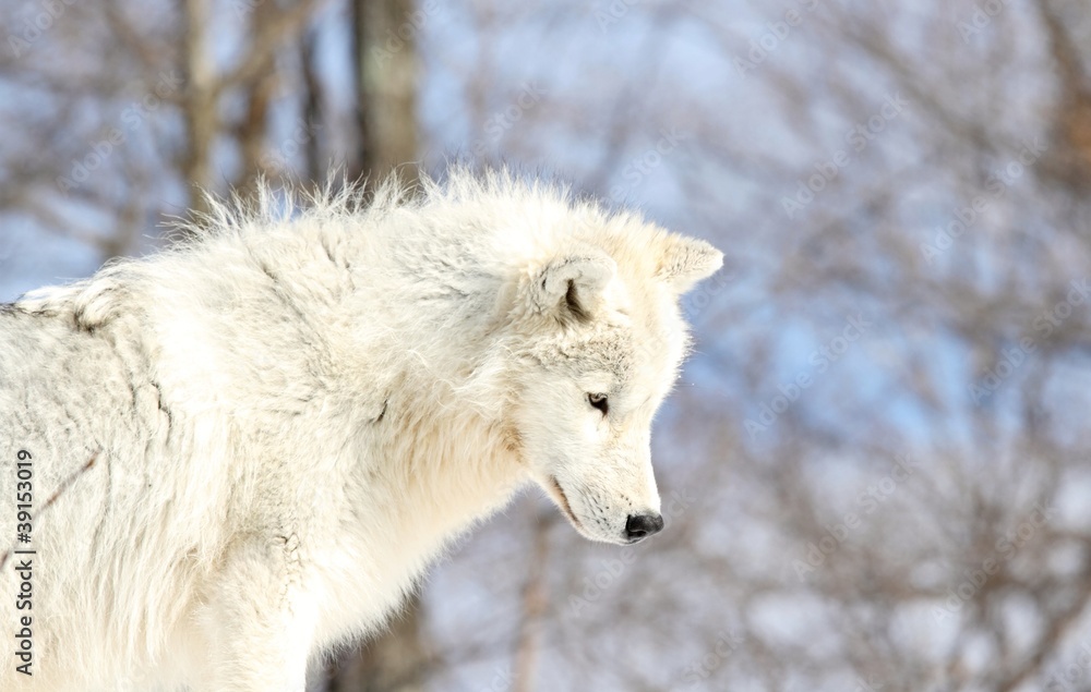 Fototapeta premium loup blanc