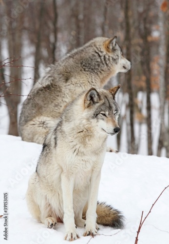 deux loups