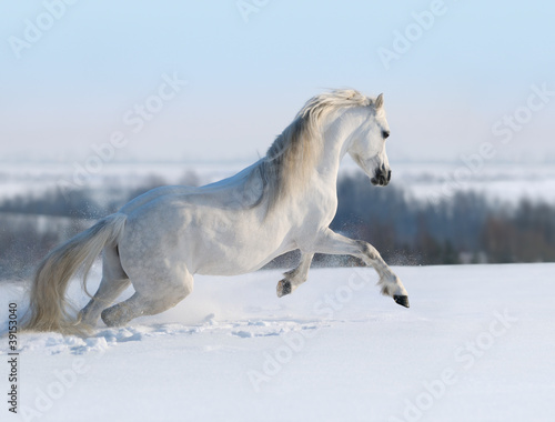 Fototapeta Naklejka Na Ścianę i Meble -  Galloping white horse