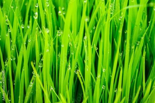 Rice sprouts with drops of water