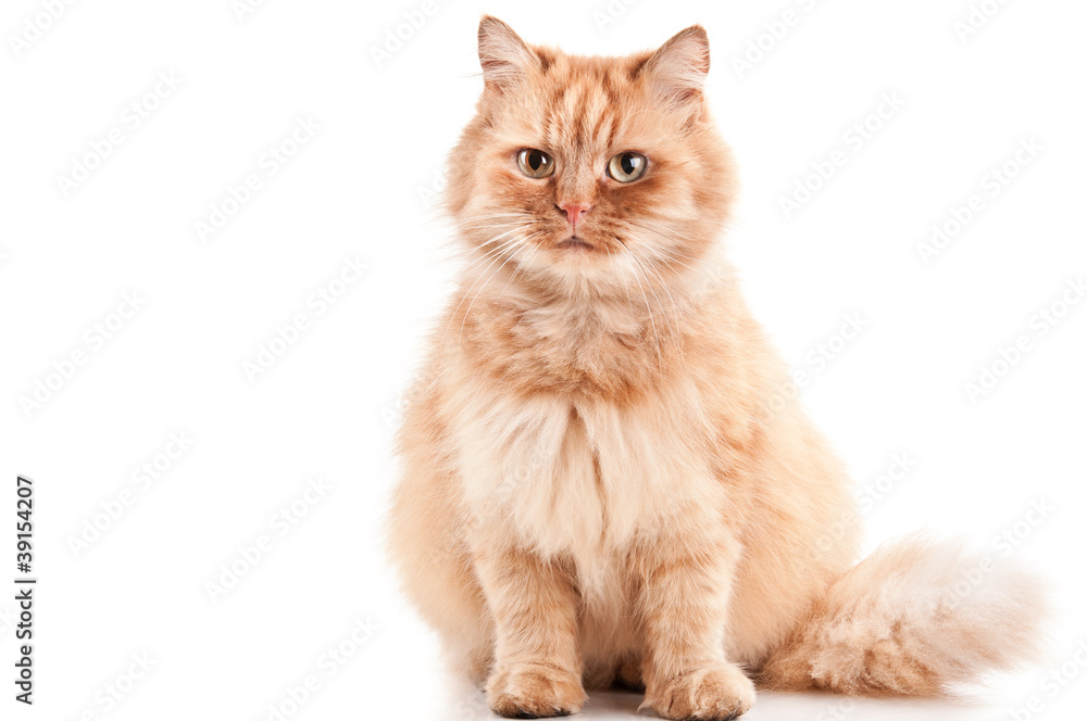 ginger cat