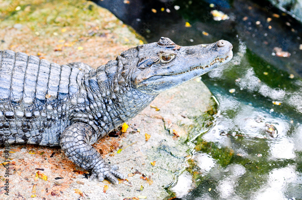 Obraz premium Crocodile