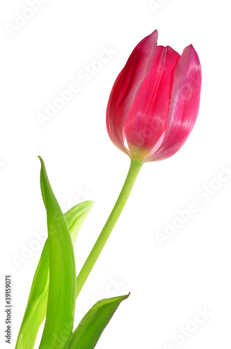 Fototapeta Naklejka Na Ścianę i Meble -  pink tulip isolated on white