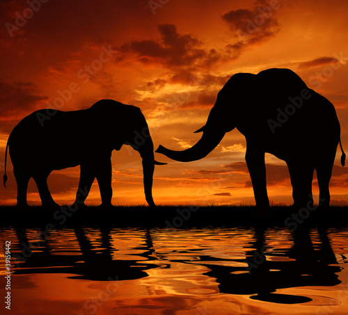 silhouette elephant in the sunset