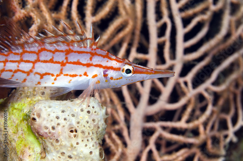 Longnose hawkfish (oxycirrhites typus) in de Red Sea. photo
