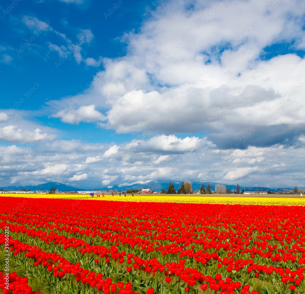 Tulip valley red bloom field.