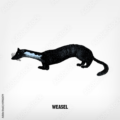 Engraving vintage Weasel illustration.