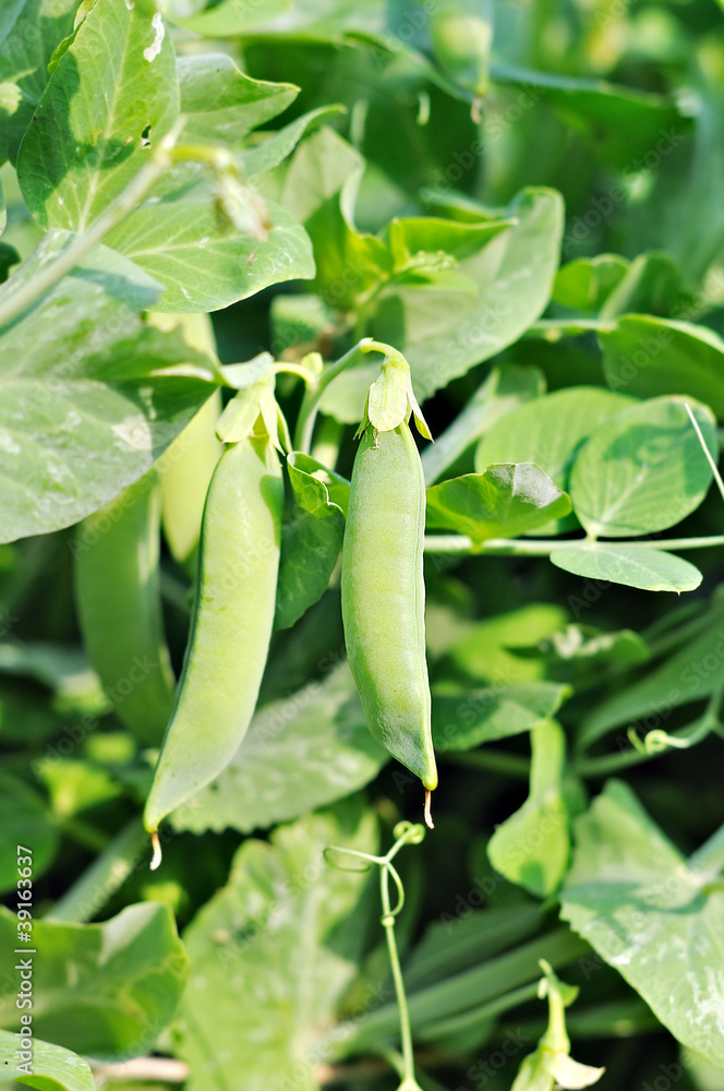 Pods of peas. Pods of peas.